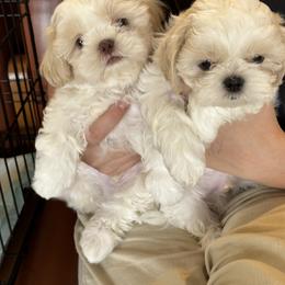 Shih Tzu Puppies from The Townsend Tzu