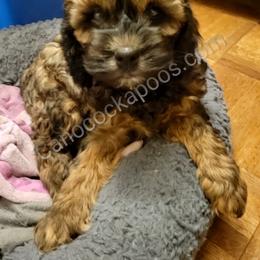 Cockapoo Puppies from Cano Cockapoos