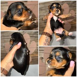 Miss Bentley - Black and gold female Morkie puppy in Cleveland, Tennessee from Moody’s Morkies and More