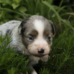 Theo - Blue merle male Miniature Australian Shepherd puppy in Fairview, South Dakota from Dakota Toy Aussies