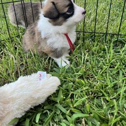 Miniature Australian Shepherd and Pembroke Welsh Corgi Puppies from Fluffy Butt Acres