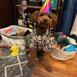 Bernedoodle and Goldendoodle All Grown Up from Stony Meadow Puppies