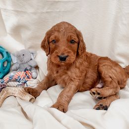 Irish Doodle Puppies from Foxrun Litters