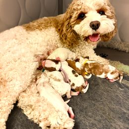 Cavapoo Puppies from PJs Puppy Love