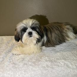 Ted - Gold and white male Shih Tzu puppy in Eastvale, California from Gigi’s Shih tzu