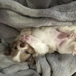Girl 1 - Pomeranian puppy from Lisa Greenhalgh