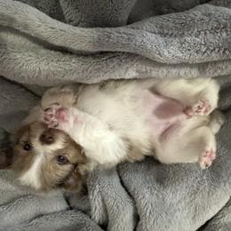 Girl 1 - Pomeranian puppy from Lisa Greenhalgh