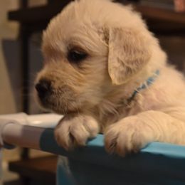 Golden Retriever Puppies from Starbrite Golden Retrievers