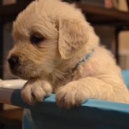 Golden Retriever Puppies from Starbrite Golden Retrievers