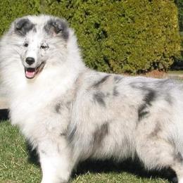 Shetland Sheepdogs from Conestoga Shelties