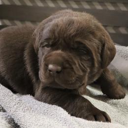 Rebel - Chocolate male Labrador Retriever puppy in Camden, Indiana from Camden's Caring Canines