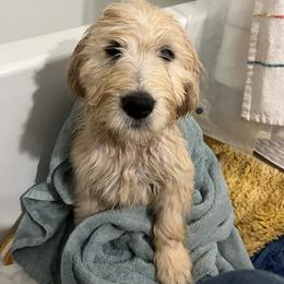 Toto - Cream male Goldendoodle puppy in Westbrook, Maine from Snowypaw Golden Retrievers
