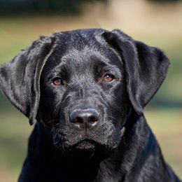 Labrador Retrievers from Peavine Labradors