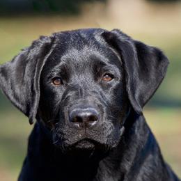 Labrador Retrievers from Peavine Labradors