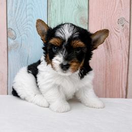 Niko 3500 Beautiful short legs - Black tan and white male Biewer Terrier puppy in Douglas, Georgia from South Georgia Yorkies and Biewers