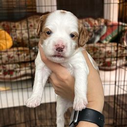 Sookie - Parti female Goldendoodle puppy in Aubrey, Texas from The Parrish Doods