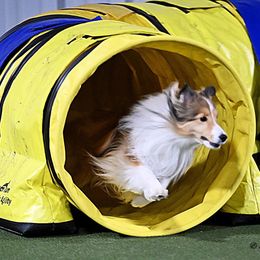 Shetland Sheepdog All Grown Up from Wistwin