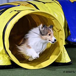 Shetland Sheepdog All Grown Up from Wistwin