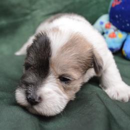 Trent - Wheaten male Miniature Schnauzer puppy in Lebanon, Missouri from Sassy's Classy Canines
