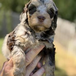 Cockapoo, Goldendoodle, and Labradoodle Puppies from Out of the Box Doodles