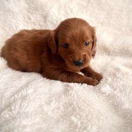 Vela - Red  female Goldendoodle puppy in Ogden, Utah from Abby Chaffee