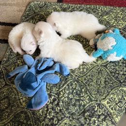 Moki - White female American Eskimo Dog puppy in Redlands, California from Arctic Storm Kennels