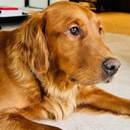 Poppy - Golden Retriever