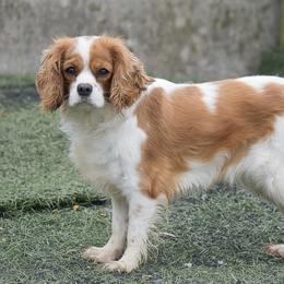 Lilly - Cavalier King Charles Spaniel