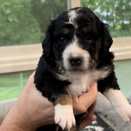 Bernedoodle Puppies from Blue Belle Hills Bernedoodles