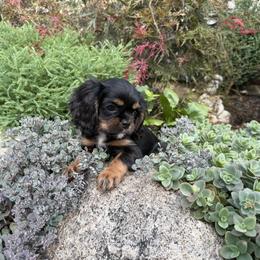 Black and Tan Boy - Black and tan male Cavalier King Charles Spaniel puppy in Marengo, Illinois from Millaray Cavaliers