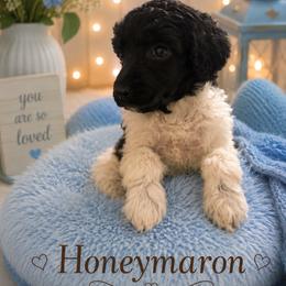 Honeymaron - Parti female Poodle puppy in Washington, Pennsylvania from Patriotic Poodles