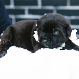 Light Pink - Black female Cane Corso puppy in Citrus Heights, California from Nor Cal Guardians