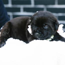 Light Pink - Black female Cane Corso puppy in Citrus Heights, California from Nor Cal Guardians