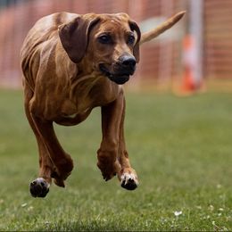 Rhodesian Ridgebacks from SUNCENTRAL RIDGEBACKS