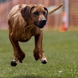 Rhodesian Ridgebacks from SUNCENTRAL RIDGEBACKS