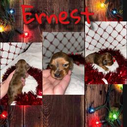 Ernest - Dapple male Dachshund puppy in Brazil, Indiana from King Duke Dachshunds