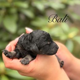 Bali - Phantom female Poodle puppy in Eugene, Oregon from Mount Zion Kennels
