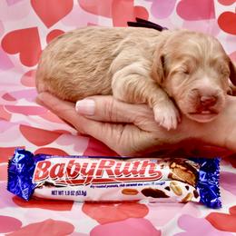 Girl 3 - female Bernedoodle puppy in Westminster, South Carolina from Goldendoodlepuppiessc