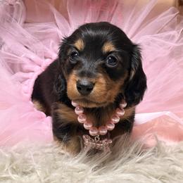 Noelle - Black and tan female Dachshund puppy in Mayville, Michigan from Teenie Little Hearts