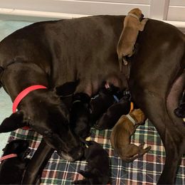 Great Dane Puppies from Amor Mio Great Danes
