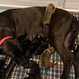 Great Dane Puppies from Amor Mio Great Danes