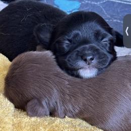 Chihuahua puppies from Chi Angels