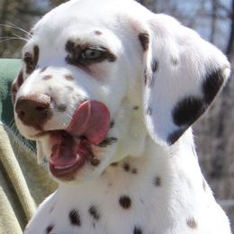 Dalmatian Puppies from Matchless Dalmatians