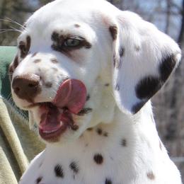 Dalmatian Puppies from Matchless Dalmatians