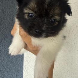 Piper - Black parti female Pomeranian puppy in Costa Mesa, California from Wheresmil0