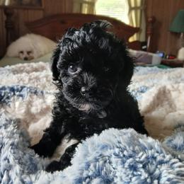 Kyle - Black male Havapoo puppy in Blanch, North Carolina from Faithful Hearts Kennel