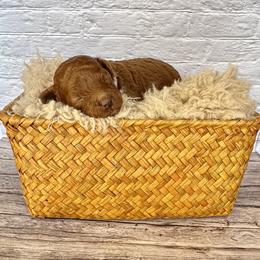 Truffle (AKC) - Red  male Poodle puppy in Riverside, California from Red Toy Poodle World