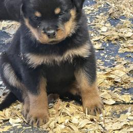 Rottweiler Puppies from Von Hause Sarjen