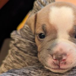 Olde English Bulldogge Puppies from Bachman Olde English Bulldogge LLC
