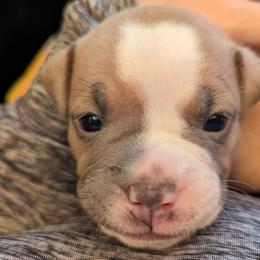 Olde English Bulldogge Puppies from Bachman Olde English Bulldogge LLC